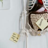 Close-up of anatomical model with sticky notes highlighting the stomach and other parts.